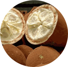 Creme de Cupuaçu Triboo